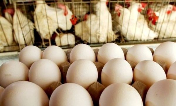  عراق با فشار ترکیه واردات تخم مرغ ایران را ممنوع کرد
