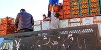 عرضه نوروزی ۳ هزار تن میوه در پایتخت 