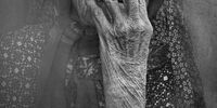 گلایه های کاظمی از مشکلات عکاسان در ایران