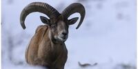 آماری نگران‌کننده از شکار غیرمجاز در کشور+جدول