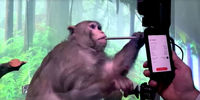  شکنجه میمون های آزمایشگاهی توسط ایلان ماسک/ مرگ و قطع عضو 15 میمون!
