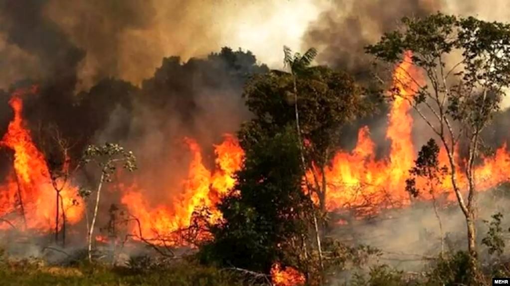 فیلم فرار جانوران از آتش‌سوزی جنگل‌های جنوبی ایران