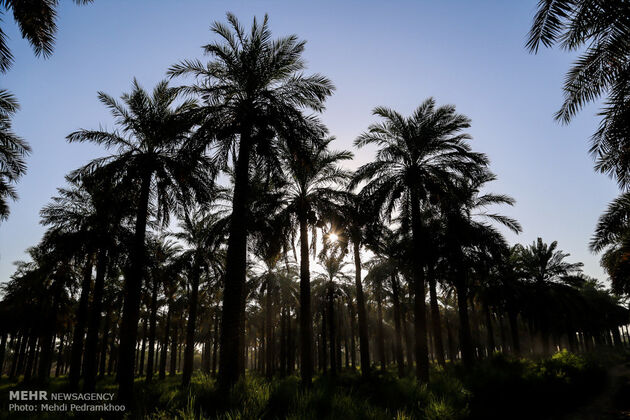 برداشت خرما