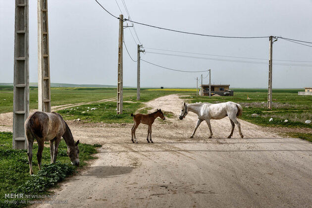 پرورش اسب روستای صوفیان