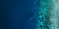 غول‌پیکرترین مرجان در اقیانوس آرام کشف شد+ فیلم