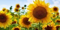 خواص معجزه‌آسای این گیاه برای سیستم گوارش