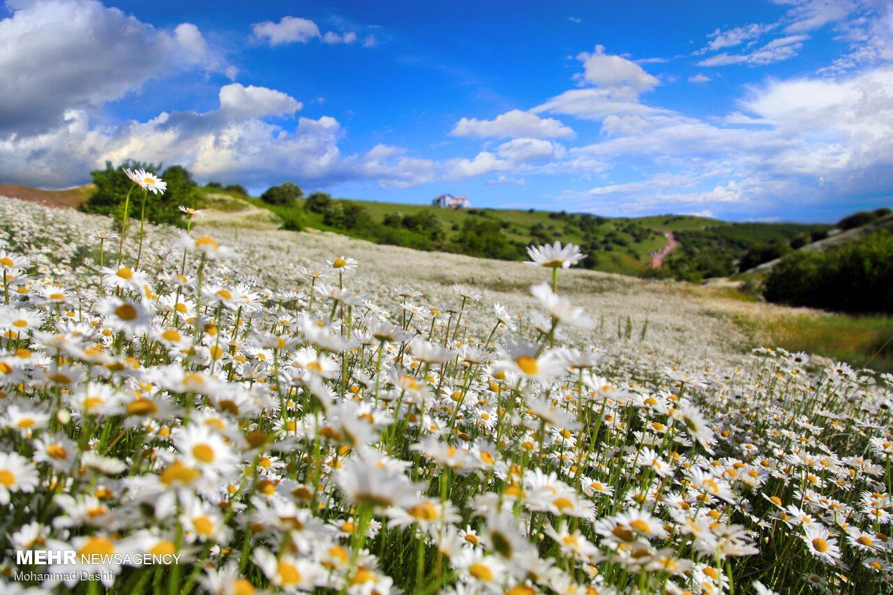 تصاویر| گلستانی در میان ابر و جنگل