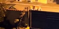 تصاویری عجیب از حضور یک شیر در شهری در ایتالیا+ فیلم