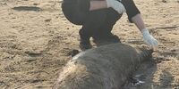 صحنه دلخراش  در ساحل طالب آباد انزلی + عکس