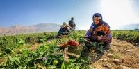 بیمه تامین اجتماعی برای این افراد رایگان شد