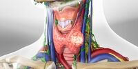 این علائم ساده یعنی تیروئیدتان خوب کار نمی کند 