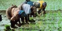 قیمت برنج در گیلان چند؟/ سودی که دلالان به جیب می زنند