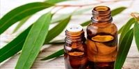 معجزه‌ باورنکردنی این گیاه برای آبرسانی پوست و درد مفاصل