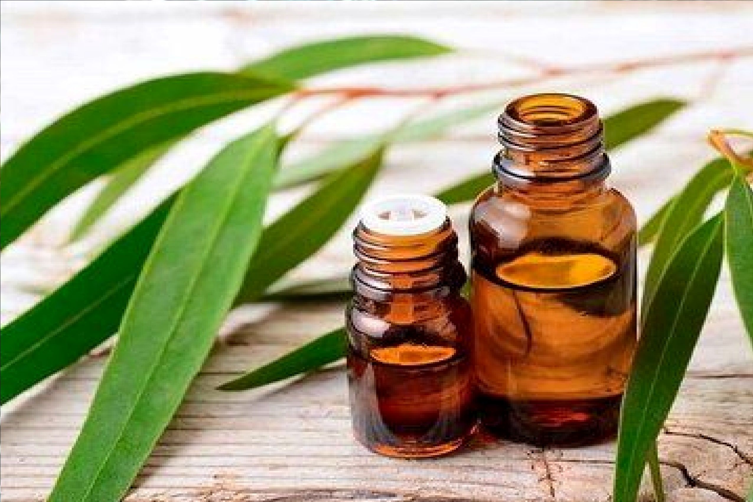 معجزه باورنکردنی این گیاه برای آبرسانی پوست و درد مفاصل