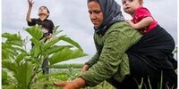 خبر مهم درباره وام اشتغال روستایی/ زمان پرداخت وام اعلام شد