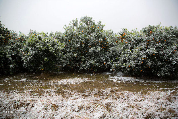 خسارت برف به باغ های مرکبات مازندران