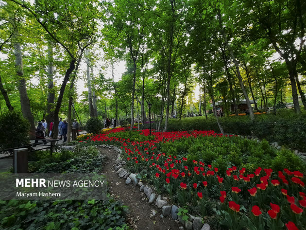 تصاویر | زیبایی شگفت انگیز باغ لاله ایرانی 50