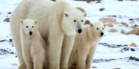 ​خطر انقراض خرس‌های قطبی تا سال ۲۱۰۰