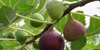 هفت عارضه خطرناک خوردن انجیر