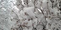  بارش برف کم سابقه در زاهدان+ فیلم