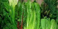 با این سبزی  خوشمزه به جنگ بی خوابی بروید!