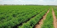 احتمال تبدیل اتاقک های کارگری به ویلا!
