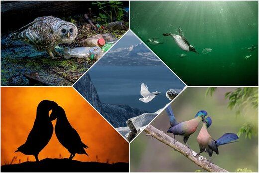 این عکس های حیرت انگیز از پرندگان برنده مسابقه عکاس پرنده سال شدند