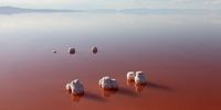 وضعیت قرمز دریاچه ارومیه |تصاویر
