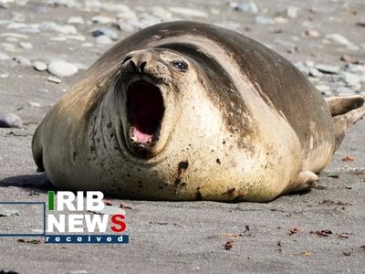 تصاویر| حیات وحش در قطب جنوب