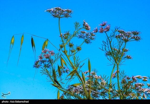 image12