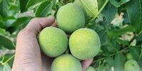 مزایای خرید نهال گردو ژنوتیپ و اصلاح شده