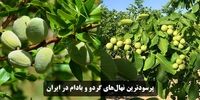 با پرسودترین نهال‌های گردو و بادام در ایران آشنا شوید