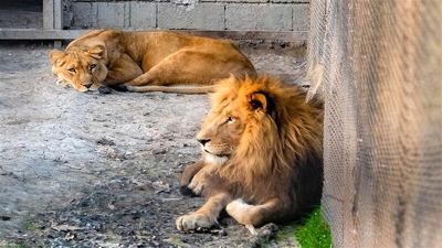 حادثه وحشتناک در یک باغ وحش/ 4 شیر دو مرد را بلعیدند