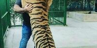 کشتی بهداد سلیمی با یک ببر +فیلم 