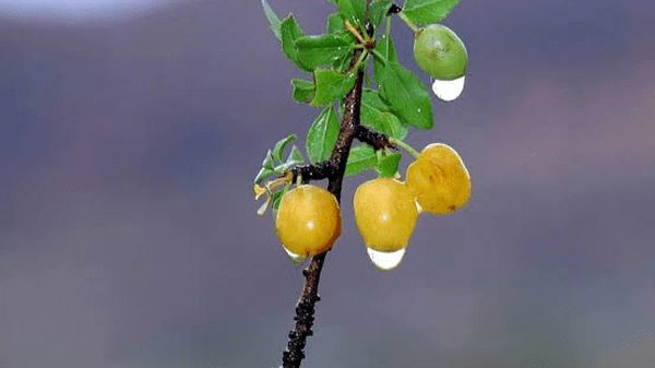 این میوه جنگلی خوشمزه، قاتل قولنج است!