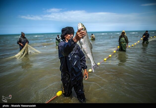 پایان فصل صید ماهی در میانکاله