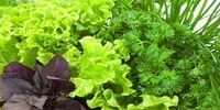 لیست بهترین سبزی ها که برای سلامتی معجزه می کنند 