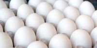 قیمت تخم مرغ درجه دو در بازار 