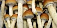 این قارچ‌ها در درمان افسردگی جادو می کند