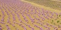 ایران چرا رتبه اول تولید زعفران در جهان را از دست داد؟