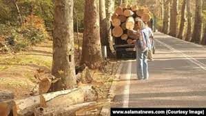 مدیریت کاخ سعدآباد سرانجام قطع درختان را تایید کرد؛ متهم سوسک چوب خوار!