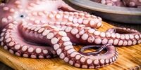 این غذا‌ها از مرگ موش هم کشنده‌تر هستند!
