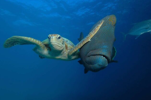 WildLife 2