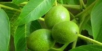 معرفی و فروش بهترین نهال‌ گردو پیوندی جهان