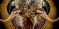 چهره وحشتناک و هیولاوار مورچه‌ها از نزدیک+ تصاویر