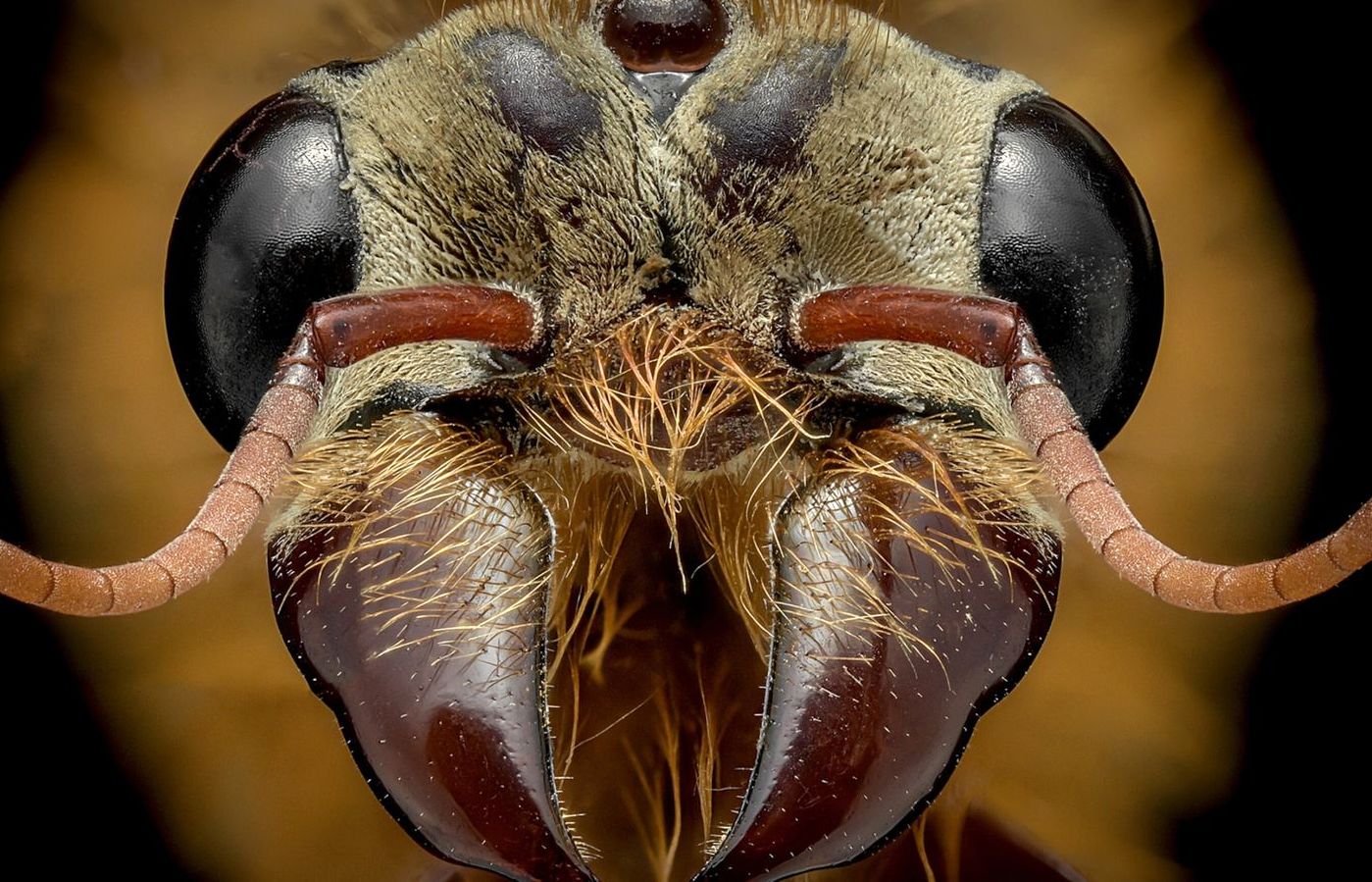 چهره وحشتناک و هیولاوار مورچه‌ها از نزدیک+ تصاویر