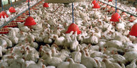 قیمت مرغ زنده در بازار / خطر تعطیلی برخی از مرغداری‌ها
