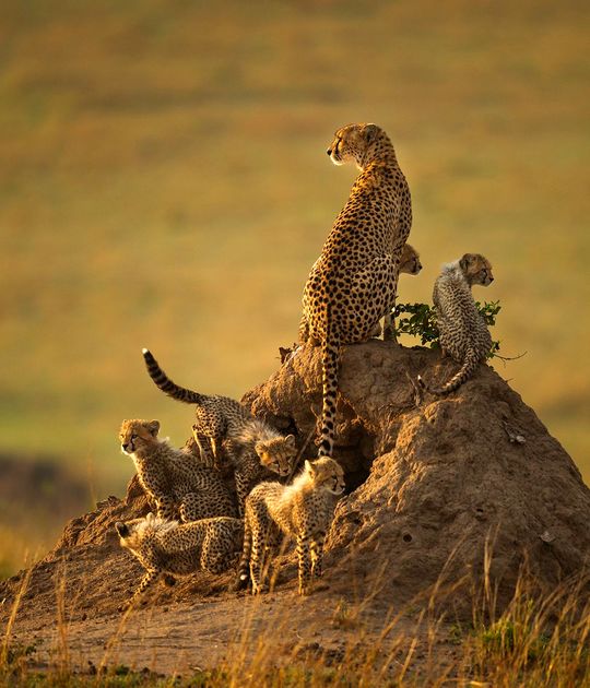 ۱۰ عکس برتر یوزپلنگ‌ها در جشنواره جهانی «حیات‌وحش را بخاطر بسپار»