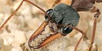 خطرناک‌ترین مورچه جهان را بشناسید+ فیلم