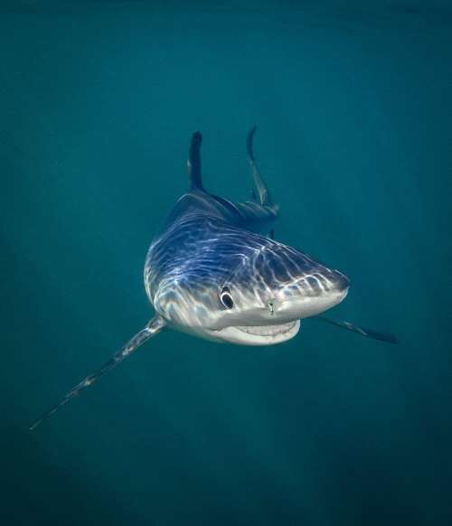 WildLife 2